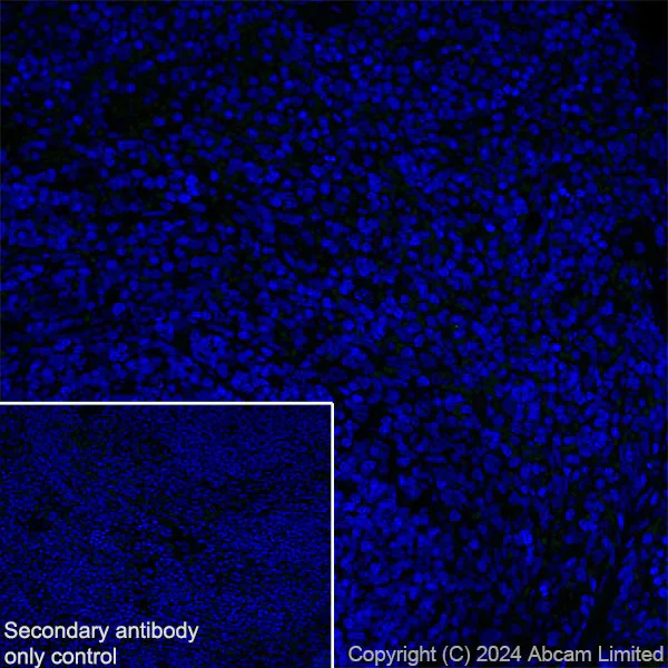 Immunohistochemistry (Frozen sections) - Anti-ER81/ETV1 antibody [DZR-1-29] (AB322139)