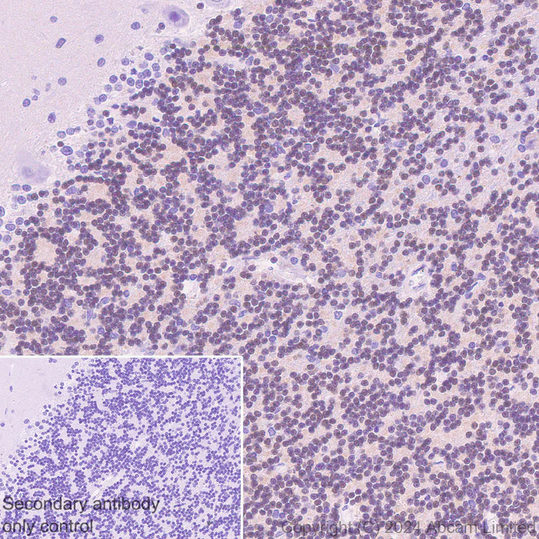 Immunohistochemistry (Formalin/PFA-fixed paraffin-embedded sections) - Anti-ER81/ETV1 antibody [DZR-1-29] - BSA and Azide free (AB324772)