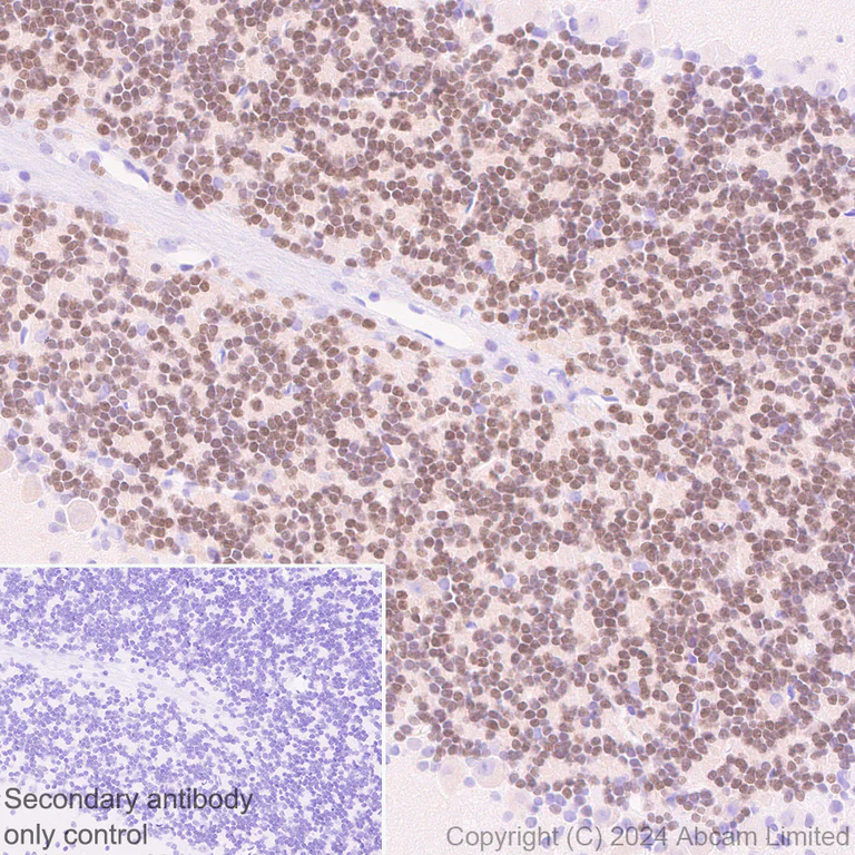 Immunohistochemistry (Formalin/PFA-fixed paraffin-embedded sections) - Anti-ER81/ETV1 antibody [DZR-1-29] - BSA and Azide free (AB324772)