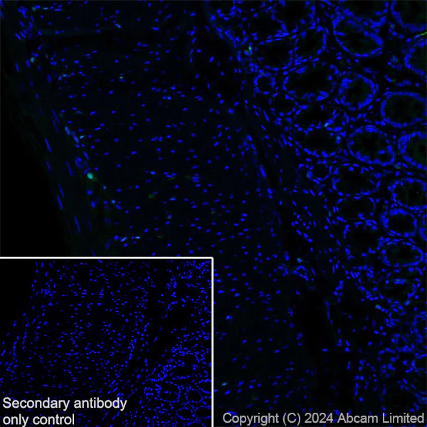 Immunohistochemistry (Frozen sections) - Anti-ER81/ETV1 antibody [DZR-1-29] - BSA and Azide free (AB324772)