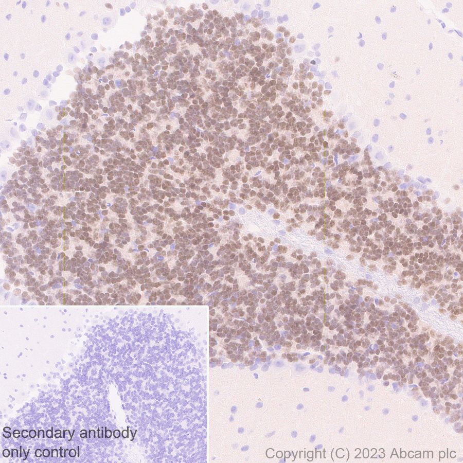 Immunohistochemistry (Formalin/PFA-fixed paraffin-embedded sections) - Anti-ER81/ETV1 antibody [EPR28393-132] (ab314874), expandable thumbnail