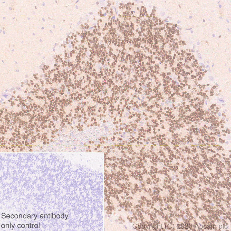 Immunohistochemistry (Formalin/PFA-fixed paraffin-embedded sections) - Anti-ER81/ETV1 antibody [EPR28393-132] (ab314874), expandable thumbnail