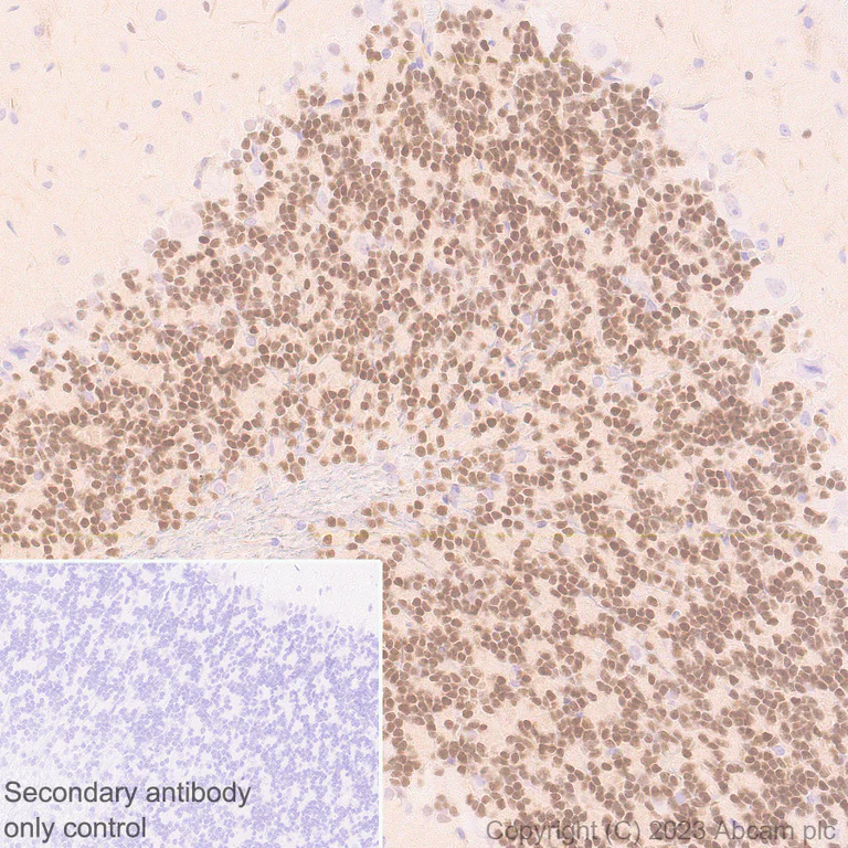 Immunohistochemistry (Formalin/PFA-fixed paraffin-embedded sections) - Anti-ER81/ETV1 antibody [EPR28393-132] (AB314874)