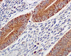 Immunohistochemistry (Formalin/PFA-fixed paraffin-embedded sections) - Anti-ERAB antibody [EPR11838(B)] - BSA and Azide free (AB249547)