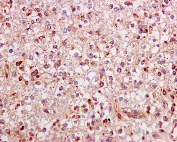 Immunohistochemistry (Formalin/PFA-fixed paraffin-embedded sections) - Anti-ERAB antibody [EPR11838(B)] - BSA and Azide free (AB249547)
