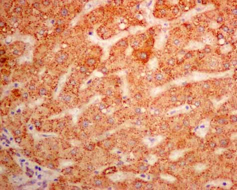 Immunohistochemistry (Formalin/PFA-fixed paraffin-embedded sections) - Anti-ERAB antibody [EPR11839(B)] (AB167410)