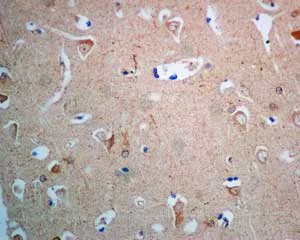 Immunohistochemistry (Formalin/PFA-fixed paraffin-embedded sections) - Anti-ERAB antibody [EPR11839(B)] (AB167410)