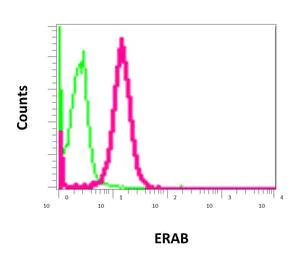 Flow Cytometry (Intracellular) - Anti-ERAB antibody [EPR11839(B)] - BSA and Azide free (AB249424)