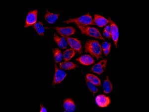 Immunocytochemistry/ Immunofluorescence - Anti-ERAB antibody [EPR11839(B)] - BSA and Azide free (AB249424)