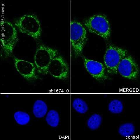 Immunocytochemistry/ Immunofluorescence - Anti-ERAB antibody [EPR11839(B)] - BSA and Azide free (AB249424)