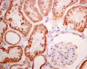 Immunohistochemistry (Formalin/PFA-fixed paraffin-embedded sections) - Anti-ERAB antibody [EPR11839(B)] - BSA and Azide free (AB249424)
