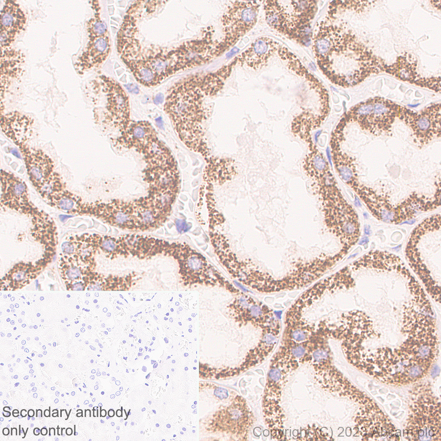 Immunohistochemistry (Formalin/PFA-fixed paraffin-embedded sections) - Anti-ERAP2 antibody [EPR26475-10] (AB313567), expandable thumbnail
