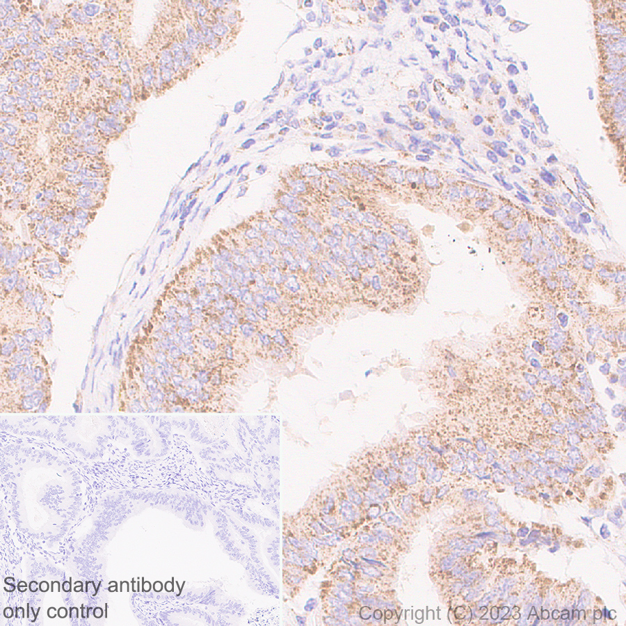 Immunohistochemistry (Formalin/PFA-fixed paraffin-embedded sections) - Anti-ERAP2 antibody [EPR26475-10] - BSA and Azide free (AB313568), expandable thumbnail