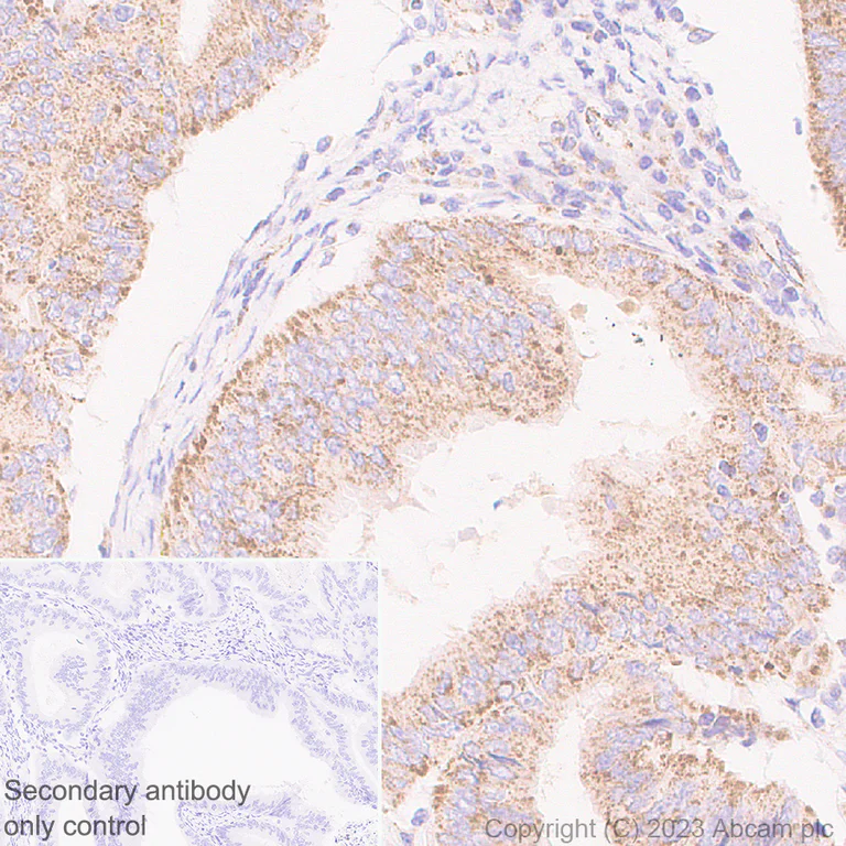 Immunohistochemistry (Formalin/PFA-fixed paraffin-embedded sections) - Anti-ERAP2 antibody [EPR26475-10] - BSA and Azide free (AB313568)
