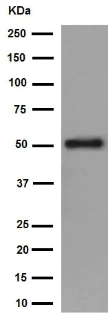 Western blot - Anti-ERAS antibody [EPR15595] (AB192868)