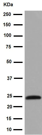 Western blot - Anti-ERAS antibody [EPR15595] - BSA and Azide free (AB239011)