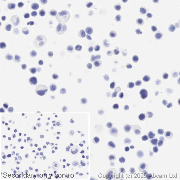 Immunohistochemistry (Formalin/PFA-fixed paraffin-embedded sections) - Anti-ErbB2 / HER2 antibody [CAL27] (AB237715)