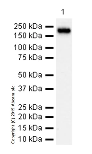 Western blot - Anti-ErbB2 / HER2 antibody [CAL27] (AB237715)