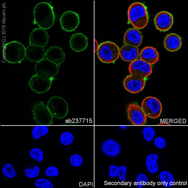 Immunocytochemistry/ Immunofluorescence - Anti-ErbB2 / HER2 antibody [CAL27] - BSA and Azide free (AB251602), expandable thumbnail