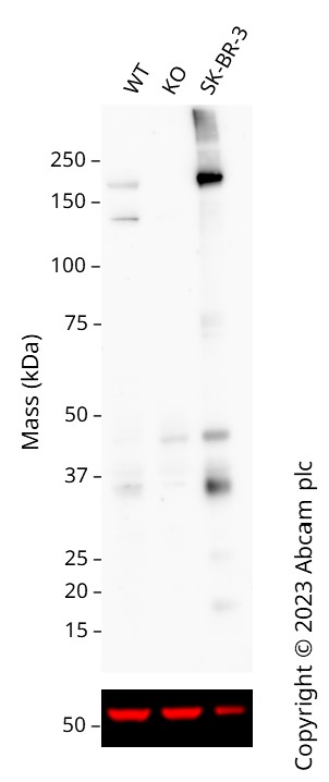 Western blot - Anti-ErbB2 / HER2 antibody [CAL27] - BSA and Azide free (ab251602), expandable thumbnail