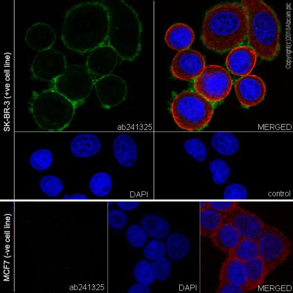 Immunocytochemistry/ Immunofluorescence - Anti-ErbB2 / HER2 antibody [CPT-R32.2-27-12] - BSA and Azide free (AB245120)