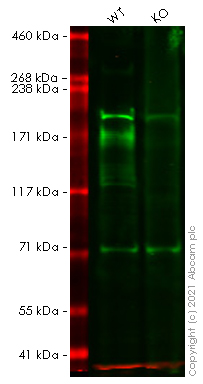 Western blot - Anti-ErbB2 / HER2 antibody [CPT-R32.2-27-12] - BSA and Azide free (AB245120), expandable thumbnail