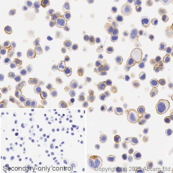 Immunohistochemistry (Formalin/PFA-fixed paraffin-embedded sections) - Anti-ErbB2 / HER2 antibody [EP1045Y] (ab134182), expandable thumbnail