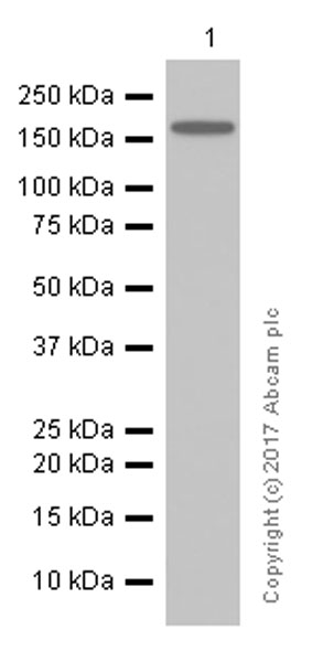 Western blot - Anti-ErbB2 / HER2 antibody [EP1045Y] (ab134182), expandable thumbnail