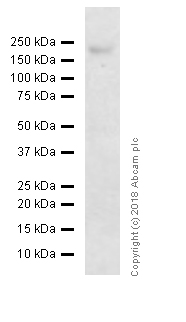 Western blot - Anti-ErbB2 / HER2 antibody [EP1045Y] (AB134182), expandable thumbnail