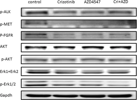 Western blot - Anti-ErbB2 / HER2 antibody [EP1045Y] (AB134182)