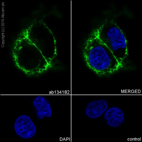 Immunocytochemistry/ Immunofluorescence - Anti-ErbB2 / HER2 antibody [EP1045Y] - BSA and Azide free (ab194979), expandable thumbnail