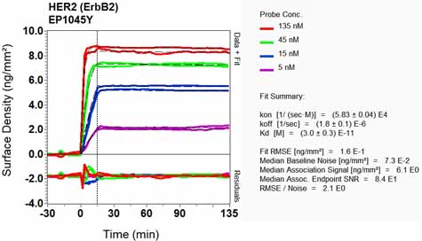 OI-RD Scanning - Anti-ErbB2 / HER2 antibody [EP1045Y] - BSA and Azide free (ab194979), expandable thumbnail