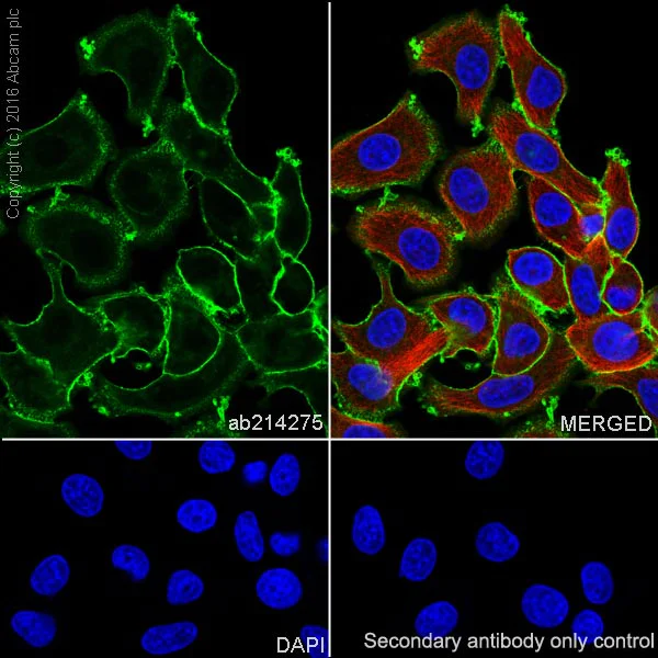 Immunocytochemistry/ Immunofluorescence - Anti-ErbB2 / HER2 antibody [EPR19547-12] (AB214275)