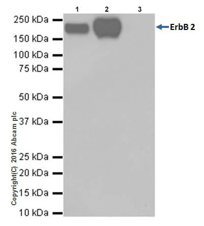 Immunoprecipitation - Anti-ErbB2 / HER2 antibody [EPR19547-12] - BSA and Azide free (AB222482)