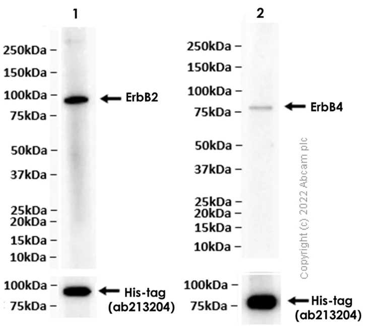 Western blot - Anti-ErbB2 / HER2 antibody [EPR19547-12] - BSA and Azide free (AB222482)
