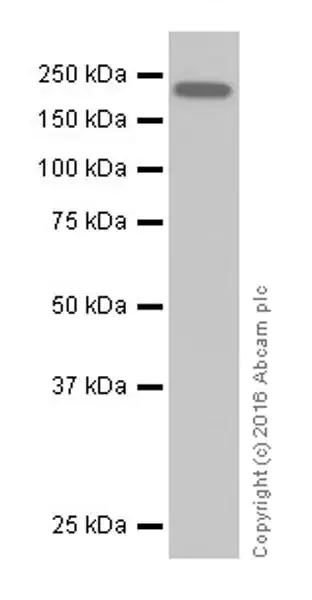 Western blot - Anti-ErbB2 / HER2 antibody [EPR19547-12] - BSA and Azide free (AB222482)
