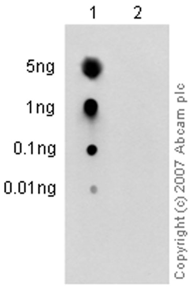 Dot Blot - Anti-ErbB2 / HER2 (phospho Y1139) antibody [EP1046Y] (AB53290), expandable thumbnail