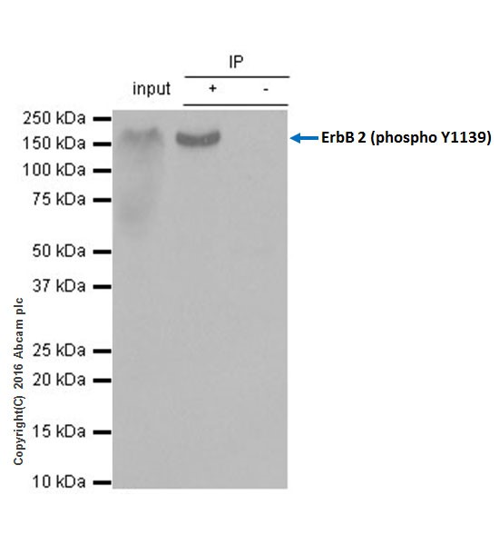 Immunoprecipitation - Anti-ErbB2 / HER2 (phospho Y1139) antibody [EP1046Y] (AB53290), expandable thumbnail