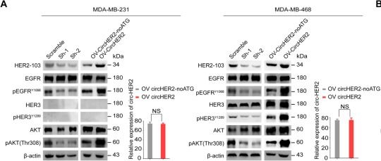 Western blot - Anti-ErbB2 / HER2 (phospho Y1139) antibody [EP1046Y] (ab53290), expandable thumbnail