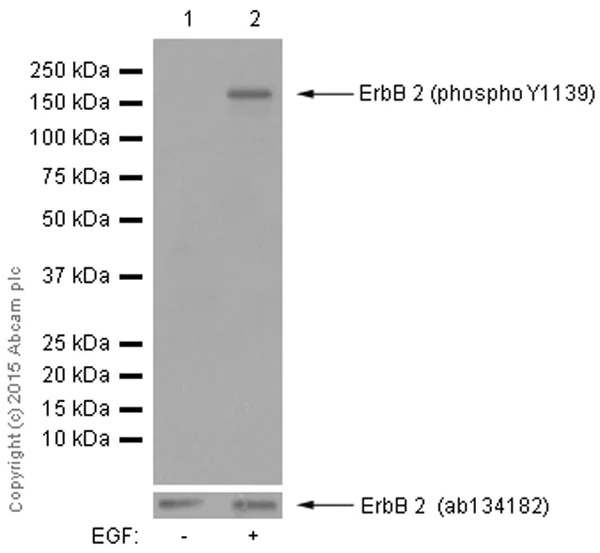 Western blot - Anti-ErbB2 / HER2 (phospho Y1139) antibody [EP1046Y] - BSA and Azide free (AB182447)