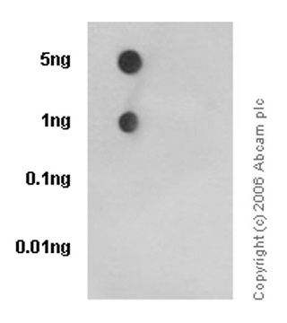 Dot Blot - Anti-ErbB2 / HER2 (phospho Y1221 + Y1222) antibody [EPR1047] - BSA and Azide free (AB247528), expandable thumbnail