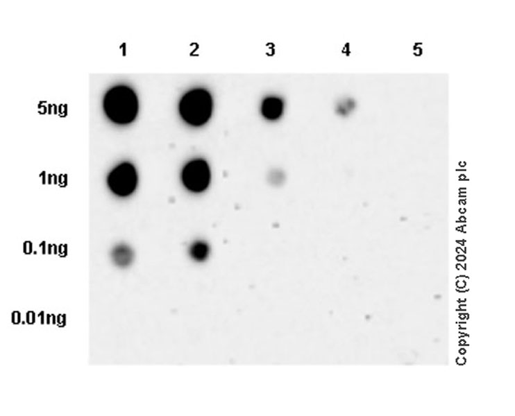 Dot Blot - Anti-ErbB2 / HER2 (phospho Y1221 + Y1222) antibody [EPR28391-67] (ab316758), expandable thumbnail