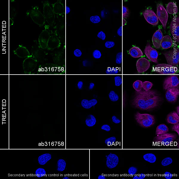 Immunocytochemistry/ Immunofluorescence - Anti-ErbB2 / HER2 (phospho Y1221 + Y1222) antibody [EPR28391-67] - BSA and Azide free (AB316759)