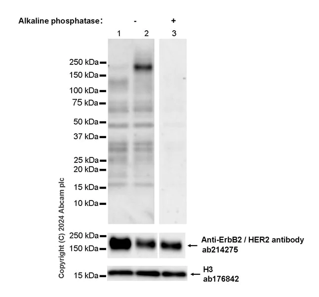 Western blot - Anti-ErbB2 / HER2 (phospho Y1221 + Y1222) antibody [EPR28391-67] - BSA and Azide free (AB316759)