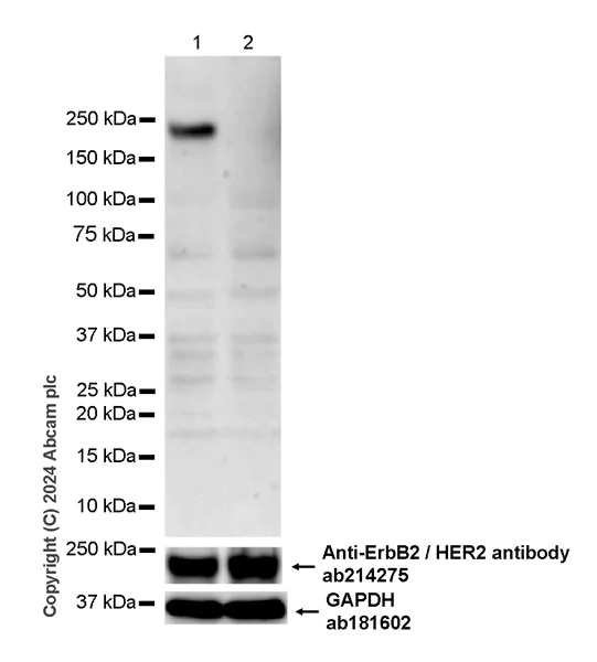 Western blot - Anti-ErbB2 / HER2 (phospho Y1221 + Y1222) antibody [EPR28391-67] - BSA and Azide free (AB316759)
