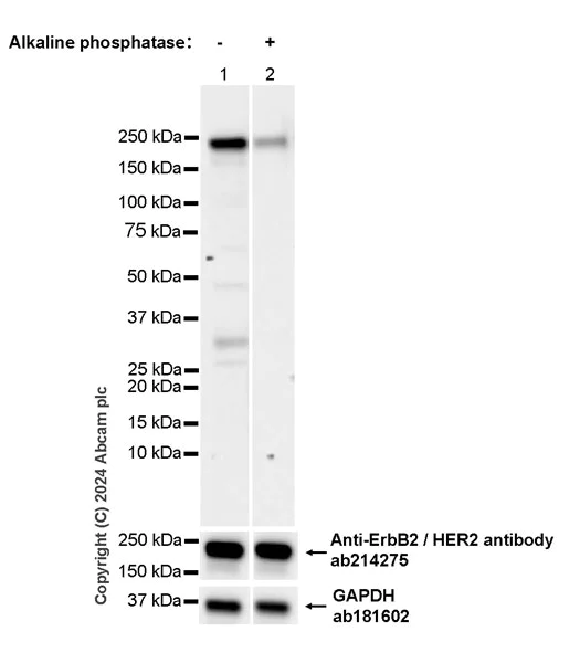 Western blot - Anti-ErbB2 / HER2 (phospho Y1221 + Y1222) antibody [EPR28391-67] - BSA and Azide free (AB316759)