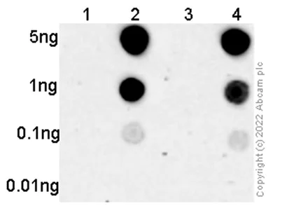 Dot Blot - Anti-ErbB2 / HER2 (phospho Y1248) + ErbB4 / HER4 (phospho Y1284) antibody [EPR19547] (AB201013)