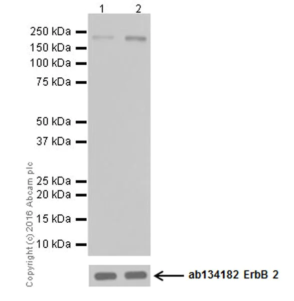 Western blot - Anti-ErbB2 / HER2 (phospho Y1248) + ErbB4 / HER4 (phospho Y1284) antibody [EPR19547] (AB201013)