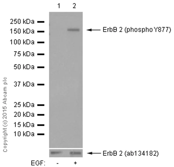 Western blot - Anti-ErbB2 / HER2 (phospho Y877) antibody [EP2324Y] (AB108371)