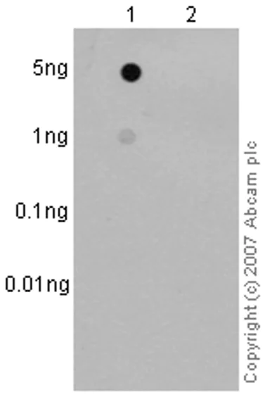 Dot Blot - Anti-ErbB2 / HER2 (phospho Y877) antibody [EP2324Y] - BSA and Azide free (AB238437)